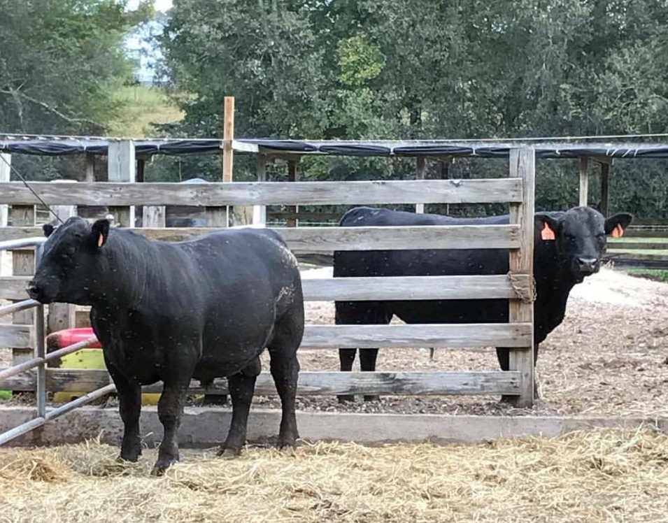 Beef Cattle standing in pen